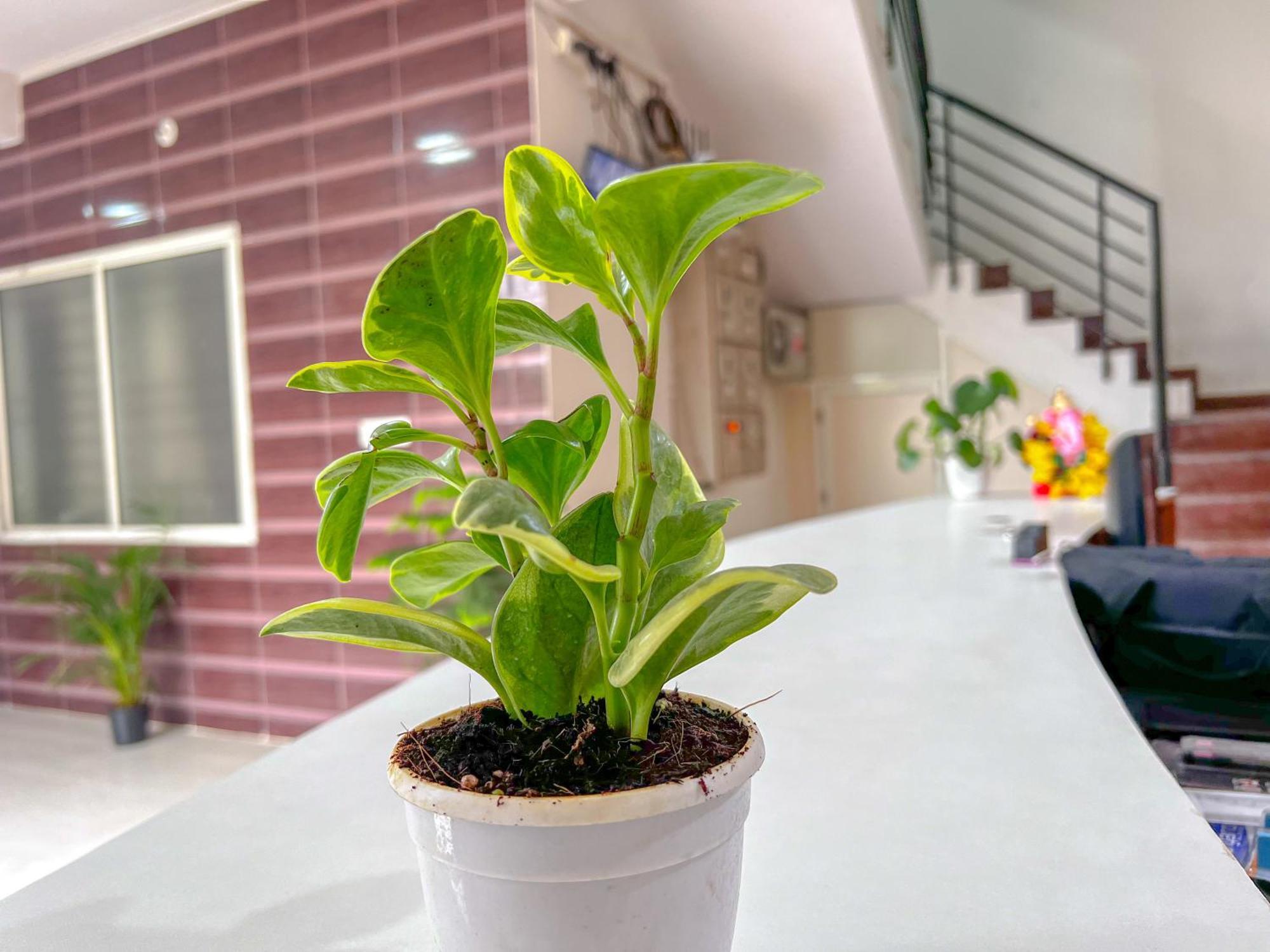 Hotel Elite By Agira Hotels-Free Airport Pickup Or Drop Yelahanka Esterno foto
